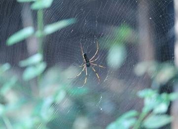 Kanha The Golden Nilgiri Jungle Resort 8