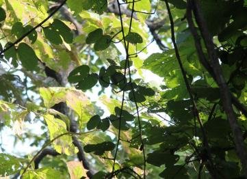 Kanha The Golden Nilgiri Jungle Resort 9